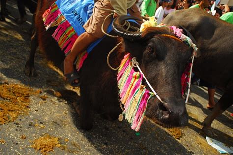 carabao fighting in philippines|Carabaos are stars, too, in festivals – Philippine Carabao Center.